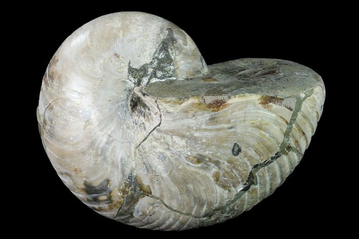 Fossil Nautilus (Cymatoceras) - Madagascar #140433